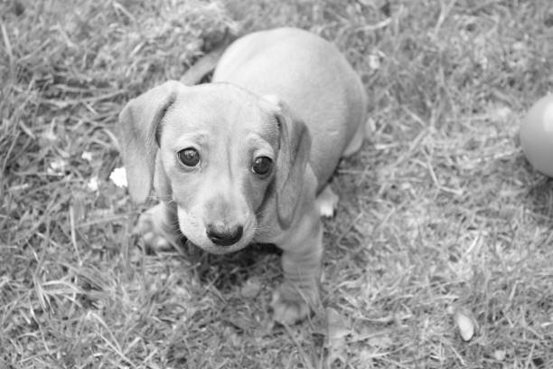 istock Miniature Dachshund Puppy 694616106
