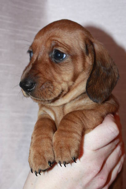 istock Miniature Dachshund Puppy 694616228