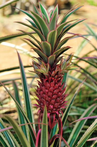 istock red pineapple in growth at garden 694616460