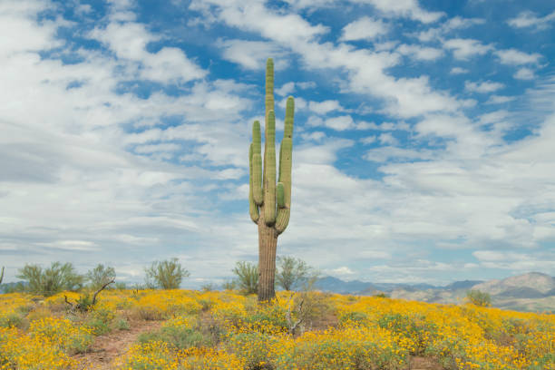 istock Saguaro Cactus with yellow  wild flowers. 694619294