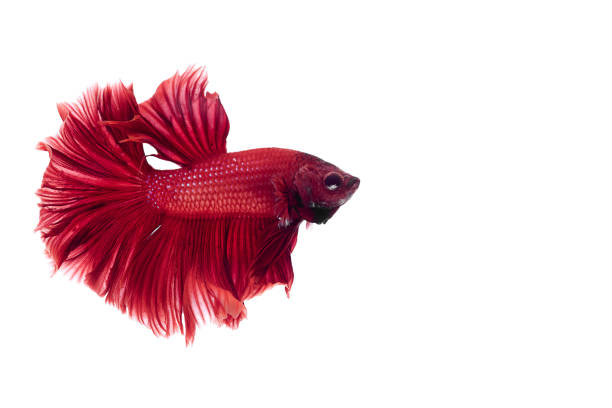 istock Red Siamese fighting fish, Betta on isolated white background 694620196