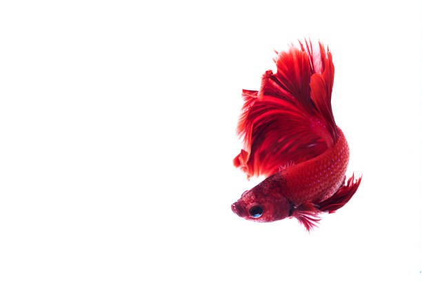 Red Siamese fighting fish, Betta on isolated white background