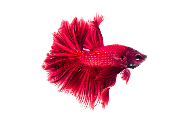 istock Red Siamese fighting fish, Betta on isolated white background 694620316