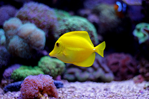 Yellow Tang