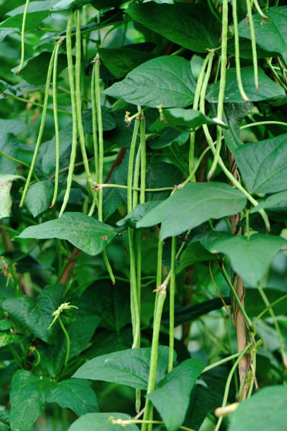 istock Long bean plants in growth at vegetable garden 694635058