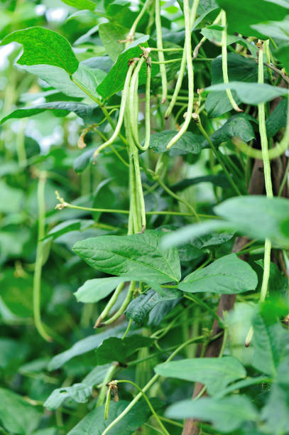 istock Long bean plants in growth at vegetable garden 694638448