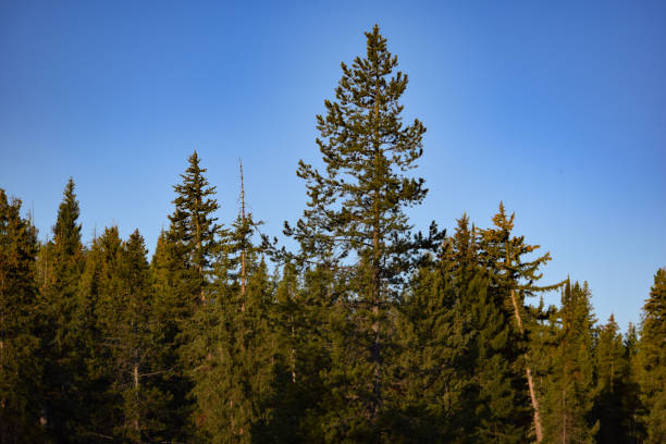 istock Yellowstone National Park 694641934