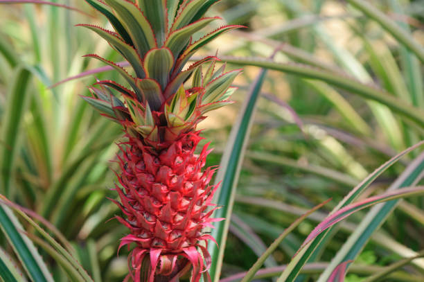 istock red pineapple in growth at garden 694641950