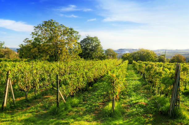 istock Vineyard in Tuscany, Ripe grapes 694676246