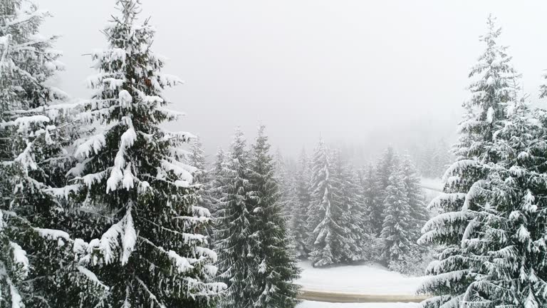 Winter Carpathian, fly over fir tree in the snowstorm