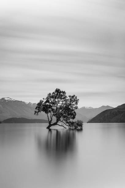 istock Lake Wanaka Tree Long Exposure, New Zealand 694679996
