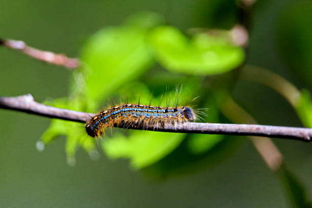 un disparo de macro de una oruga carpa de bosque con hojas en el fondo que aparece como una rana - branch caterpillar animal hair insect fotografías e imágenes de stock