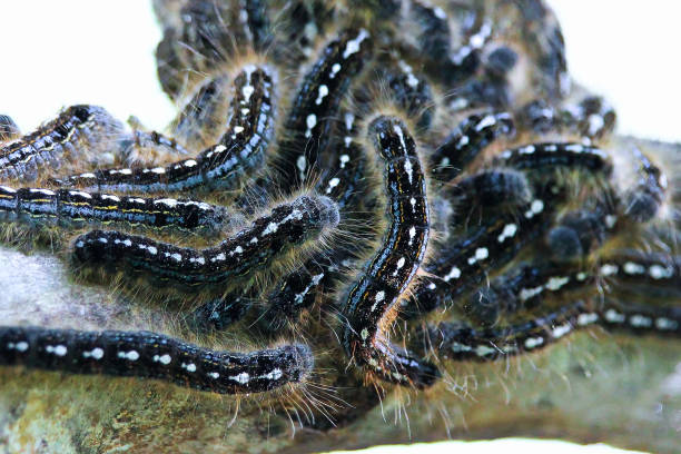 closeup de una oruga carpa de bosque total - branch caterpillar animal hair insect fotografías e imágenes de stock