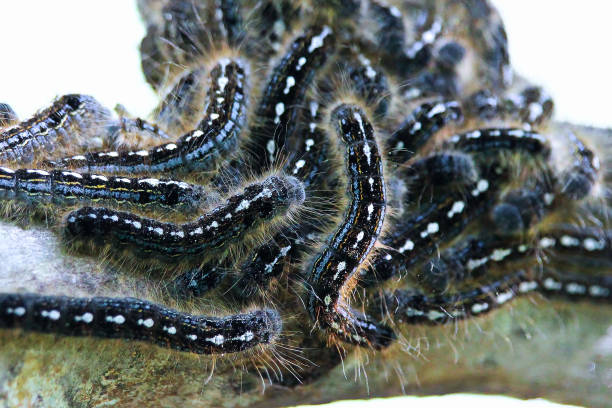 istock Closeup of a forest tent caterpillar aggregate 694688396