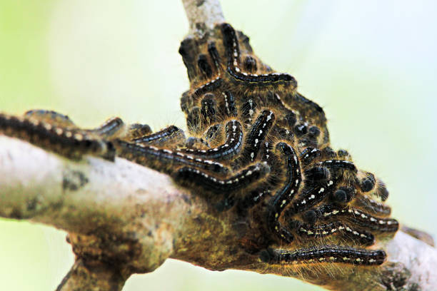 istock A group of forest tent caterpillars clustered together on a branch 694688400
