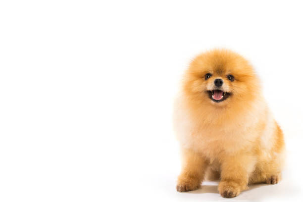 istock Portrait of sitting pomeranian spitz 694688910