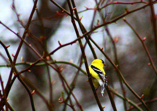 istock Magnolia Warbler Setophaga magnolia 694689094