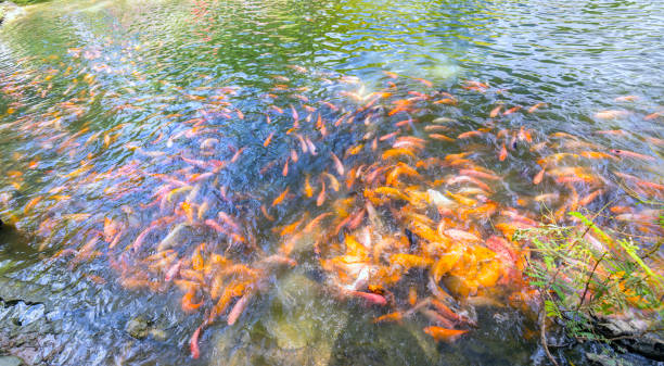 カラフルな鯉が泳いでいる池の中 - candid underwater animal aquarium ストックフォトと画像