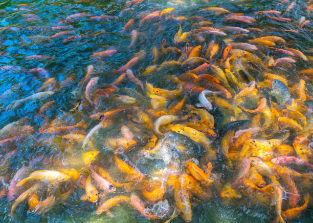 カラフルな鯉が泳いでいる池の中 - candid underwater animal aquarium ストックフォトと画像