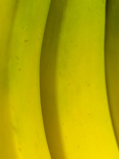 istock Bananas Close-up with Yellow and light Green Vertical 694691670