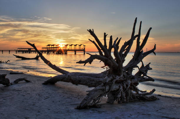 Driftwood and Fishing Pier