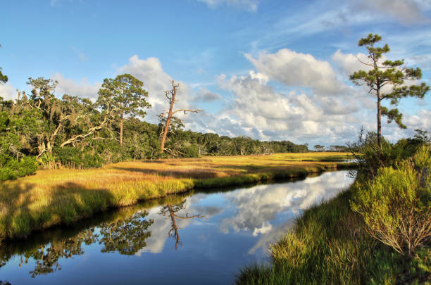 słone bagno - jekyll island zdjęcia i obrazy z banku zdjęć