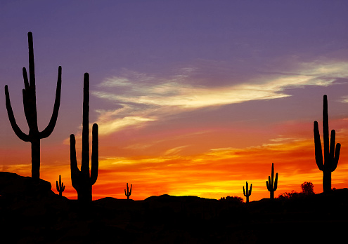 Dramatic sun setting between saguaro cactus