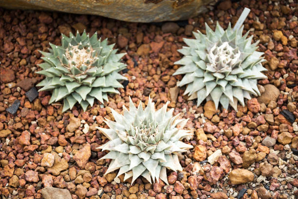 istock Cactus Family, barrel cactus, close-up barrel cactus 694695220