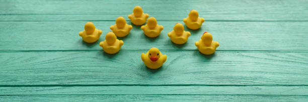 istock One yellow rubber duck facing the camera as other yellow rubber ducks face and move in the opposite direction on a turquoise colored wooden table background. 694706502