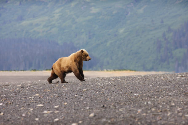 istock Young Grizzly Bear Ursus arctos horribilis Running 694707206