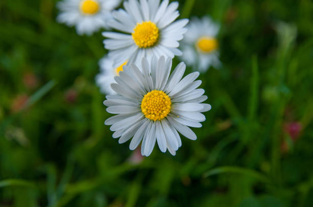 manzanilla blanco flores margarita manzanilla alemana. - german chamomile chamomile plant smelling flower fotografías e imágenes de stock