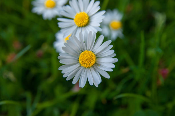 camomila brancas flores do jardim da daisy de camomila alemã. - german chamomile chamomile plant smelling flower - fotografias e filmes do acervo