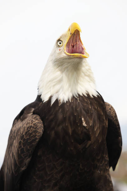 istock Shrieking Bald Eagle Haliaeetus leucocephalus Bird 694709620