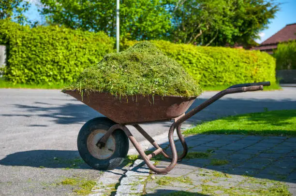 Photo of wheelbarrow on a lawn with fresh grass clippings in summer