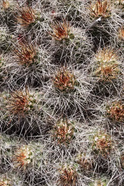 Echinocactus polycephalus - the Many Headed Barrel cactus or Cottontop cactus.  Densely mounded spherical cactus heads with long spines matted together, full frame, close-up.