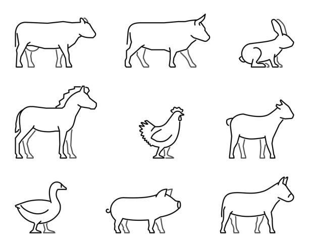 ikony linii wektorowych dla zwierząt gospodarskich - domestic pig agriculture farm animal stock illustrations