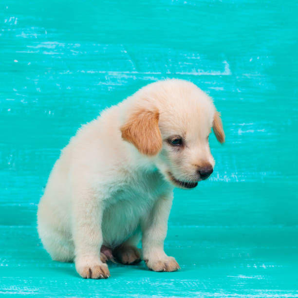 istock Labrador puppy dog on wood background 694716084