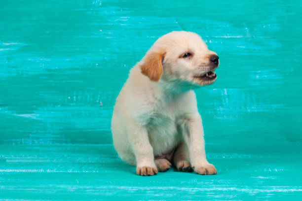 istock Labrador puppy dog on wood background 694716096