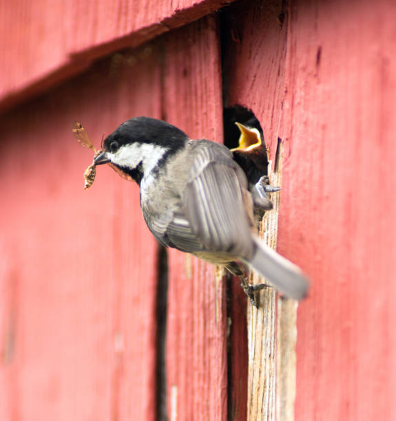 A Black-capped Chickadee brings insects back to hungry chicks.