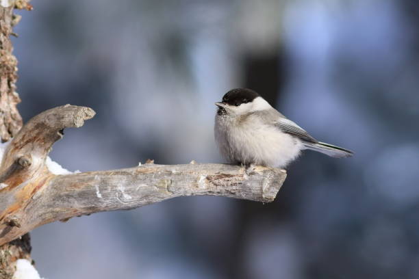 istock Poecile montanus. A bird in the forest 694722652