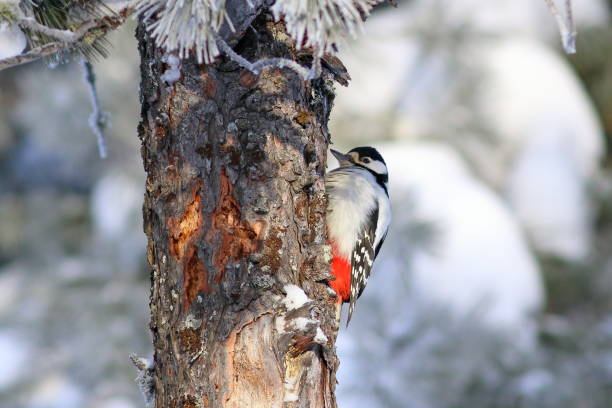 Dendrocopos major. Great spotted woodpecker in winter in the woods on the Yamal Peninsula Dendrocopos major. Great spotted woodpecker on the trunk of a cedar on a winter afternoon dendrocopos major great spotted woodpecker in the snow stock pictures, royalty-free photos & images