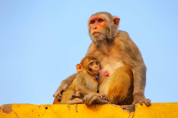 Japanese macaque monkeys picking off fleas, lice and other parasites.