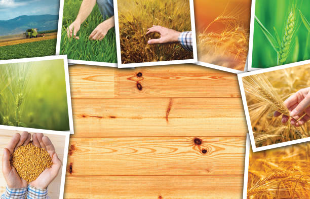 istock Wheat agriculture photo collage 694729934
