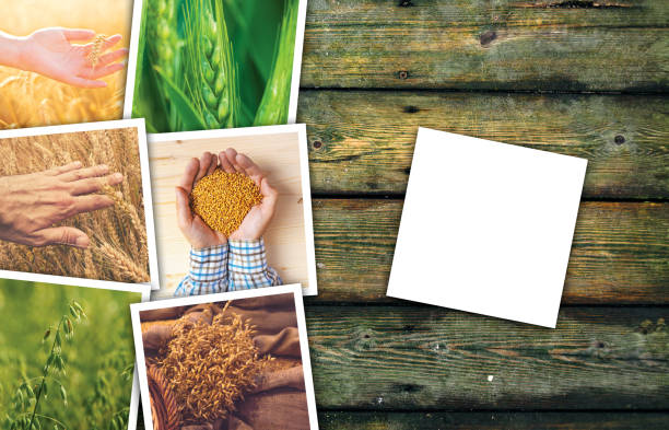 istock Wheat farming in agriculture photo collage 694732168