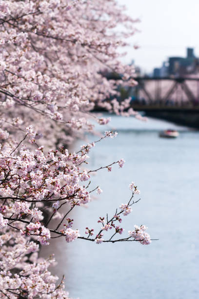 istock Cherry blossoms in Japan 694733328