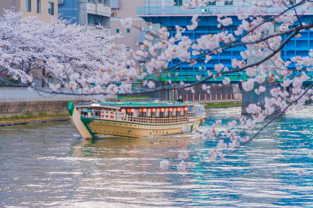 istock Cherry blossoms in Japan 694733374