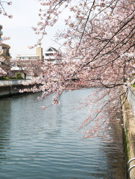 istock Cherry blossoms in Japan 694733442