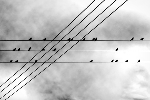 Urban birds on electric wires