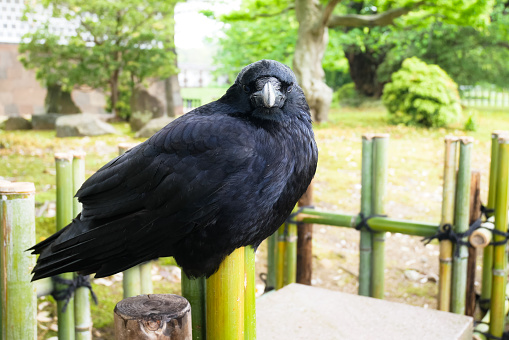 A crow standing on bamboo fence, staring right at the camera.