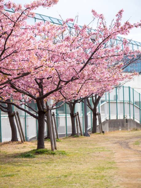 istock Cherry blossoms in Japan 694735828